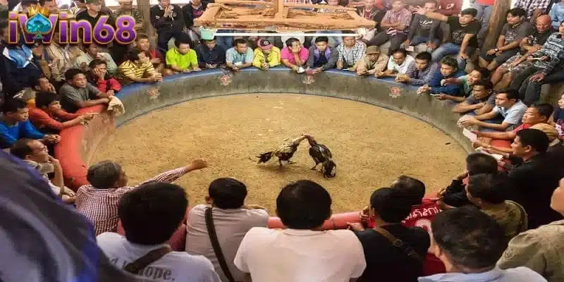 Các quy định thi đấu cụ thể trong luật đá gà miền Nam hiện hành