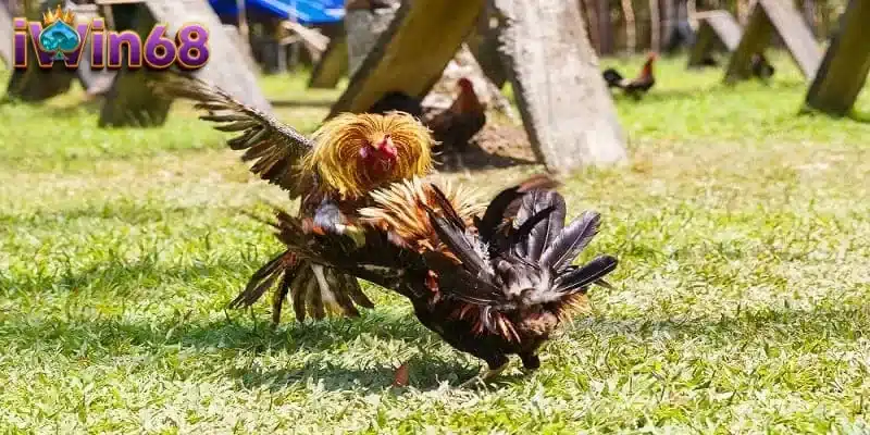 Cách chấp tiền gà chọi