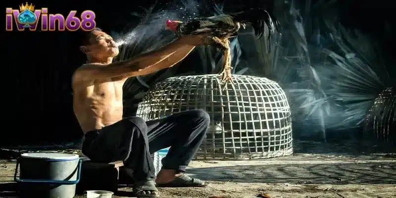 Cách nuôi gà đá bo lớn