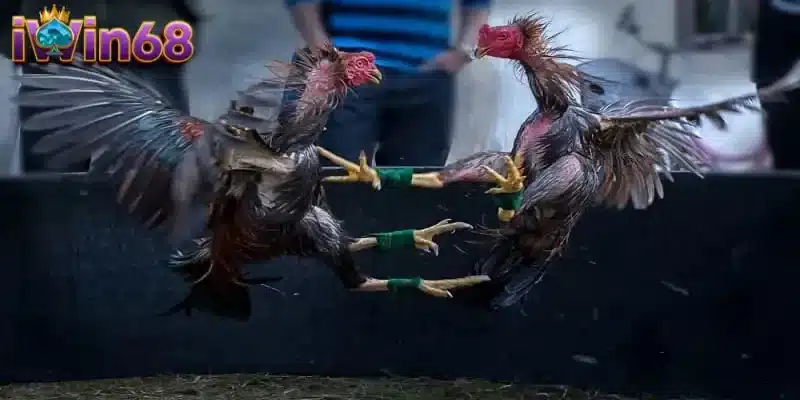 Hướng dẫn chấp tiền gà chọi trực tuyến chuyên nghiệp tại IWIN68