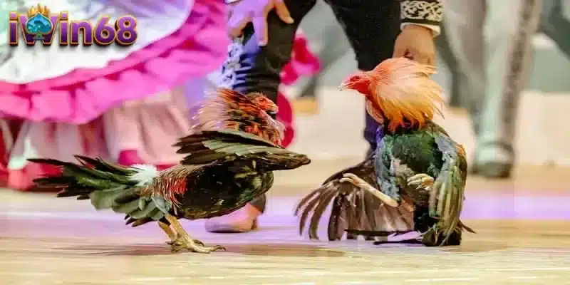 Kinh nghiệm duy trì phong độ ổn định cho gà đá trong suốt giải đấu