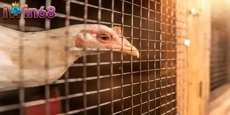Luật đá gà miền Nam