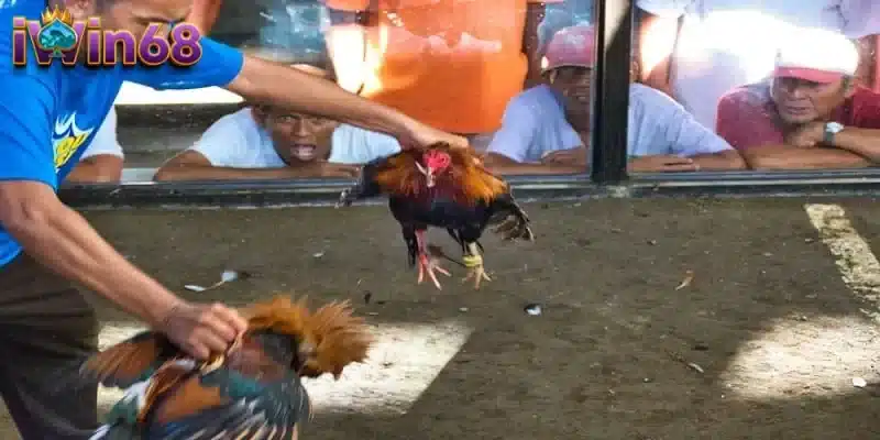 Sân chơi đá gà trực tuyến uy tín hàng đầu tại IWIN68