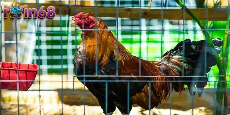 Tìm hiểu gà đá bo lớn và tầm quan trọng của cách nuôi chuẩn